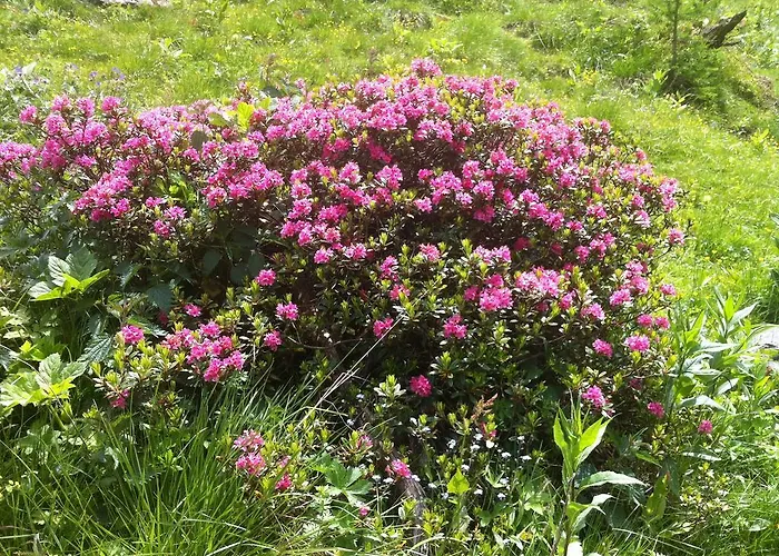 Koednitzhof Szálloda